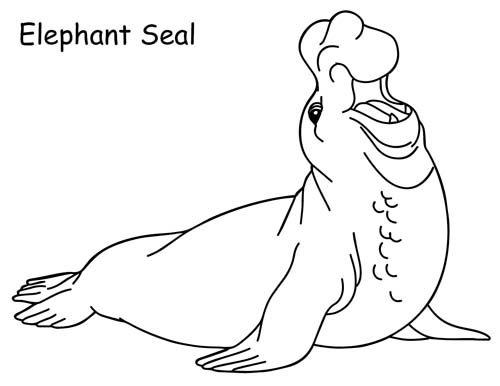 elephant seal coloring page
